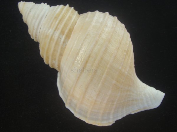 画像2: アラスカエゾボラ(Neptunea pribiloffensis) 大　美品 (2)