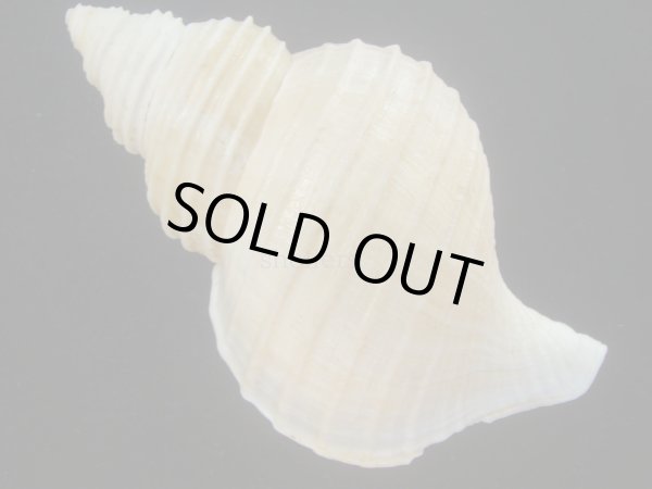 画像2: アラスカエゾボラ(Neptunea pribiloffensis) 大　美品 (2)