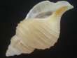 画像3: アラスカエゾボラ(Neptunea pribiloffensis) 大　美品 (3)