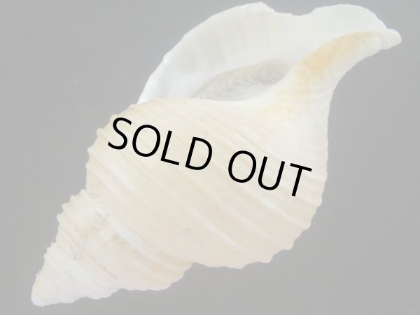 画像3: アラスカエゾボラ(Neptunea pribiloffensis) 大　美品 (3)