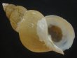 画像1: オサガワバイ(Buccinum osagawai) 大　老成　美品 (1)