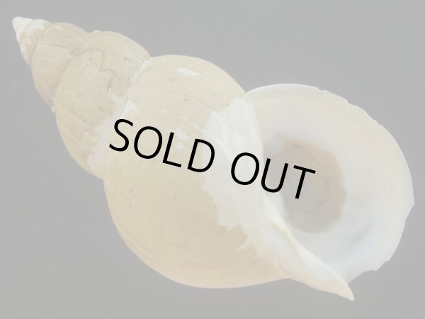 画像1: オサガワバイ(Buccinum osagawai) 大　老成　美品 (1)