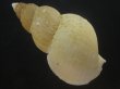 画像2: オサガワバイ(Buccinum osagawai) 大　老成　美品 (2)