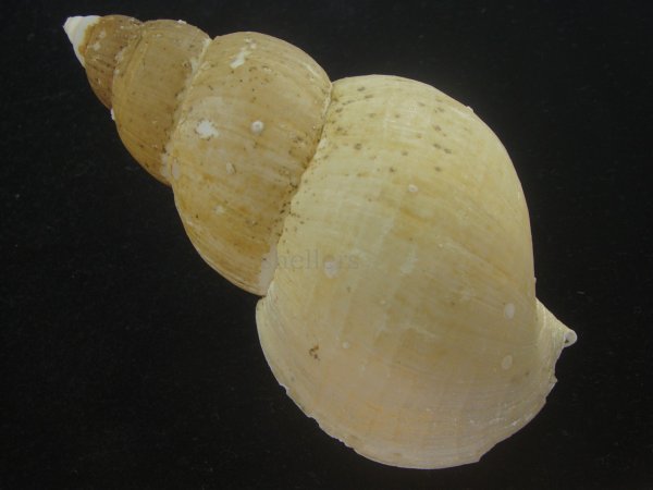 画像2: オサガワバイ(Buccinum osagawai) 大　老成　美品 (2)