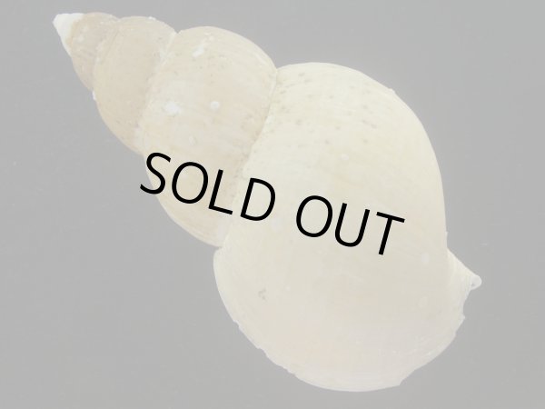 画像2: オサガワバイ(Buccinum osagawai) 大　老成　美品 (2)