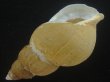 画像3: オサガワバイ(Buccinum osagawai) 大　老成　美品 (3)
