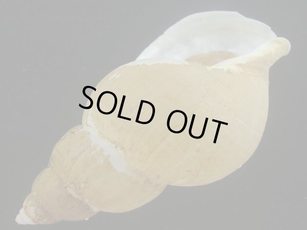 画像3: オサガワバイ(Buccinum osagawai) 大　老成　美品 (3)