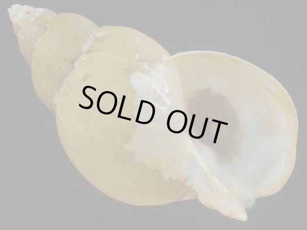 画像1: オサガワバイ(Buccinum osagawai) 特老成　特美品 (1)