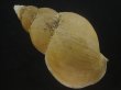 画像2: オサガワバイ(Buccinum osagawai) 特老成　特美品 (2)