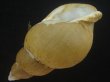 画像3: オサガワバイ(Buccinum osagawai) 特老成　特美品 (3)