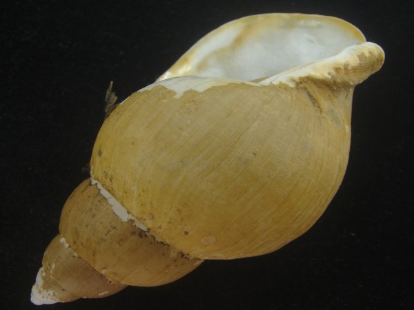 画像3: オサガワバイ(Buccinum osagawai) 特老成　特美品 (3)