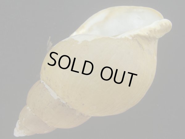 画像3: オサガワバイ(Buccinum osagawai) 特老成　特美品 (3)