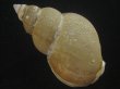 画像2: フジイロバイ(Buccinum epistomium) 115ｍｍ　特大　老成　美品 (2)