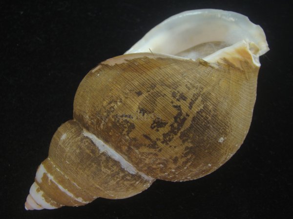 画像3: フジイロバイ(Buccinum epistomium) 115ｍｍ　特大　老成　美品 (3)