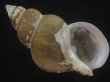 画像1: フジイロバイ(Buccinum epistomium) 大　老成　特美品 (1)