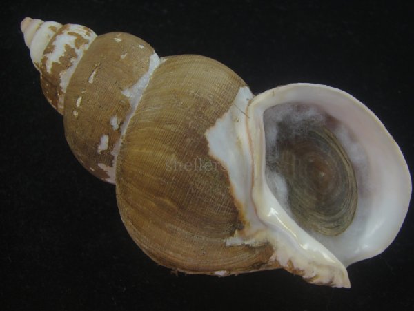 画像1: フジイロバイ(Buccinum epistomium) 大　老成　特美品 (1)