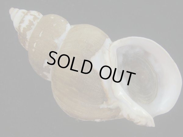 画像1: フジイロバイ(Buccinum epistomium) 大　老成　特美品 (1)