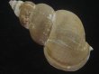画像2: フジイロバイ(Buccinum epistomium) 大　老成　特美品 (2)