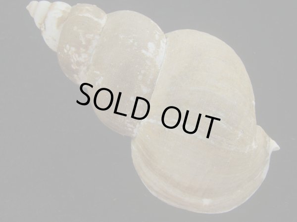 画像2: フジイロバイ(Buccinum epistomium) 大　老成　特美品 (2)