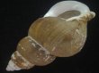 画像3: フジイロバイ(Buccinum epistomium) 大　老成　特美品 (3)