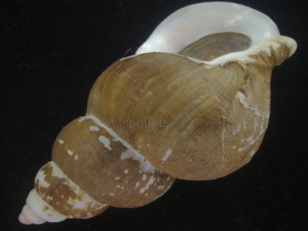 画像3: フジイロバイ(Buccinum epistomium) 大　老成　特美品 (3)