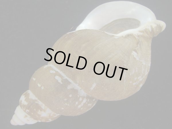 画像3: フジイロバイ(Buccinum epistomium) 大　老成　特美品 (3)