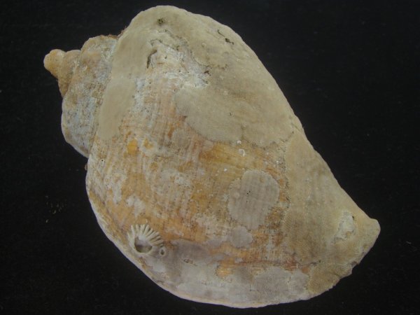 画像2: ミギマキタテゴトナシボラ(Pyrulofusus dexius japonicus) 特老成　口唇特濃色　特美品 (2)