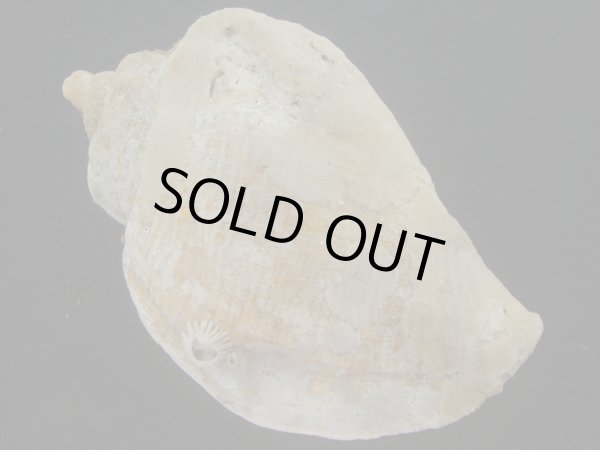 画像2: ミギマキタテゴトナシボラ(Pyrulofusus dexius japonicus) 特老成　口唇特濃色　特美品 (2)