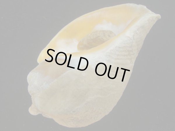 画像3: ミギマキタテゴトナシボラ(Pyrulofusus dexius japonicus) 特老成　口唇特濃色　特美品 (3)