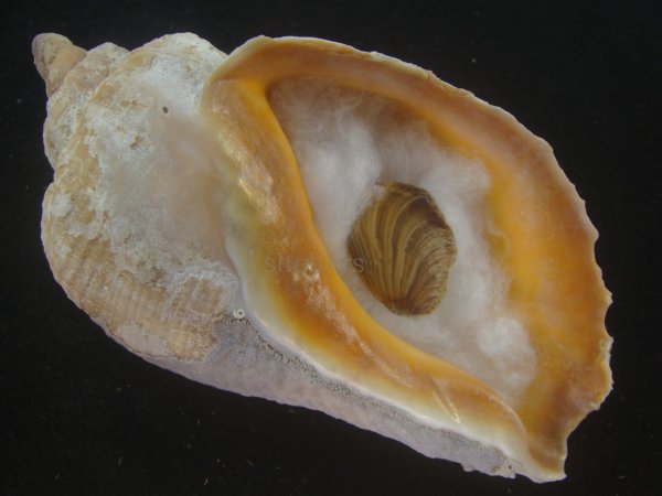 画像1: ミギマキタテゴトナシボラ(Pyrulofusus dexius japonicus) 老成　口唇特濃色　美品 (1)