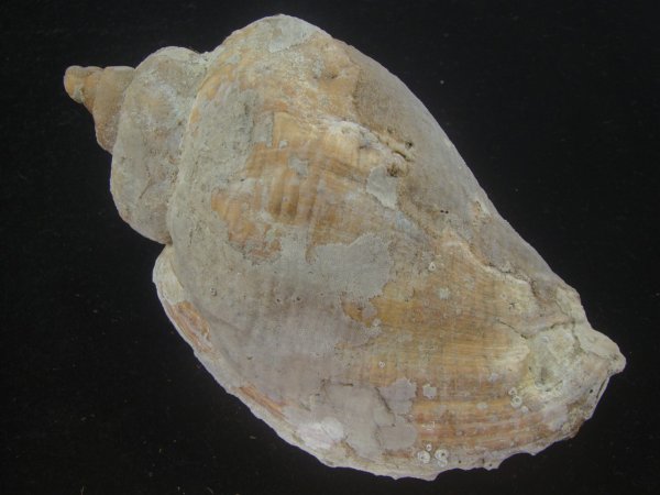 画像2: ミギマキタテゴトナシボラ(Pyrulofusus dexius japonicus) 老成　口唇特濃色　美品 (2)