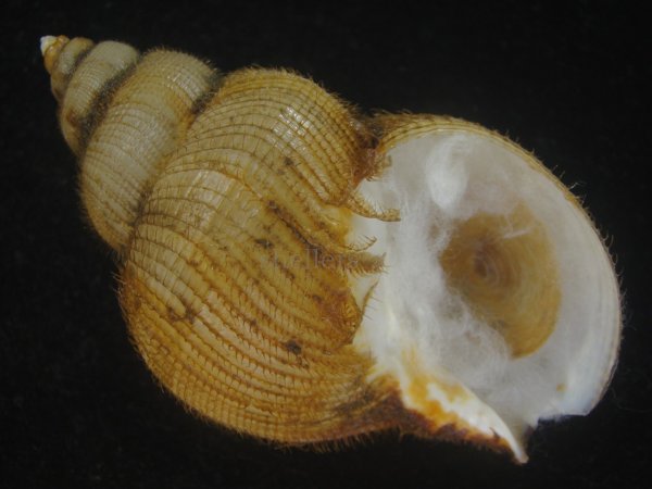 画像1: キヌカツギバイ(Buccinum kinukatsugi) 83ｍｍ　大　特美品 (1)