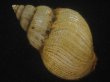 画像2: キヌカツギバイ(Buccinum kinukatsugi) 83ｍｍ　大　特美品 (2)