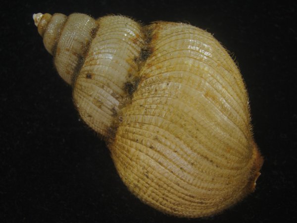 画像2: キヌカツギバイ(Buccinum kinukatsugi) 83ｍｍ　大　特美品 (2)