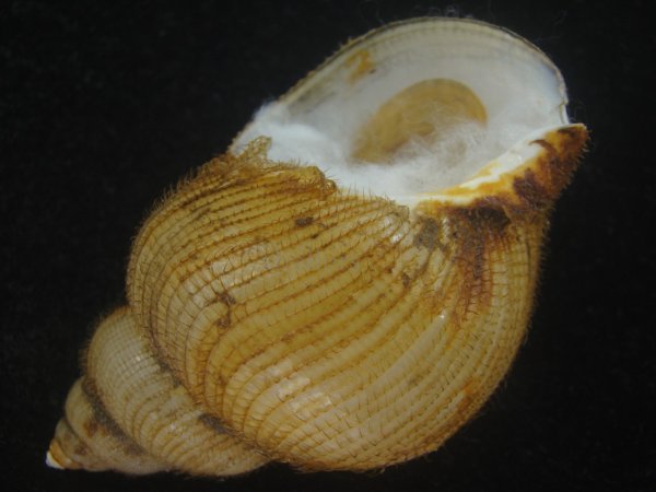 画像3: キヌカツギバイ(Buccinum kinukatsugi) 83ｍｍ　大　特美品 (3)