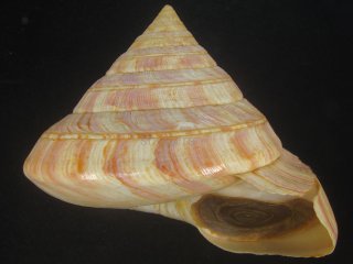 70726f647563742f53452f3030312e