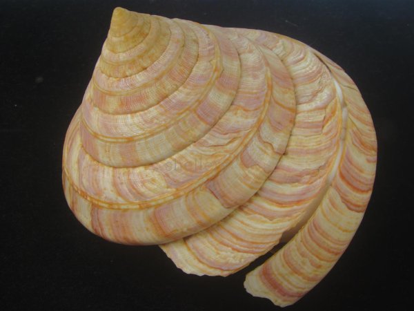 画像2: リュウグウオキナエビス(Entemnotrochus rumphii) 172mm 特大 特老成 鹿児島県産 (2)