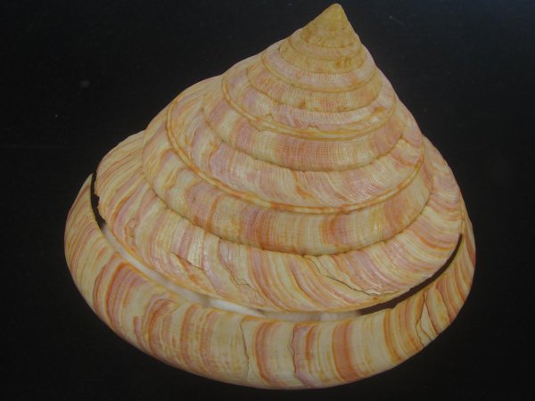 画像3: リュウグウオキナエビス(Entemnotrochus rumphii) 172mm 特大 特老成 鹿児島県産 (3)