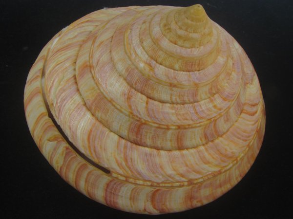 画像4: リュウグウオキナエビス(Entemnotrochus rumphii) 172mm 特大 特老成 鹿児島県産 (4)