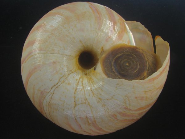 画像5: リュウグウオキナエビス(Entemnotrochus rumphii) 172mm 特大 特老成 鹿児島県産 (5)