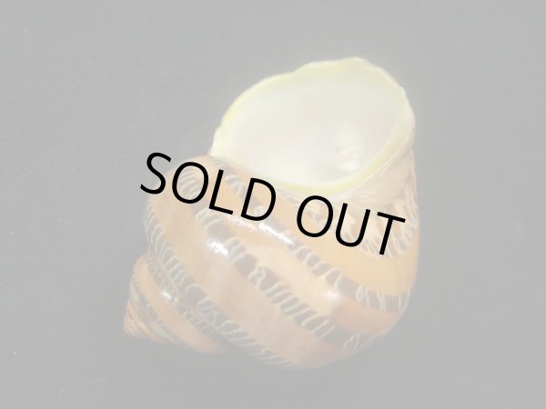 画像3: ハテルマリュウテンサザエ (3)