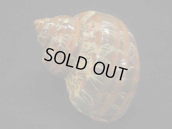 画像2: ハテルマリュウテンサザエ 濃色 (2)