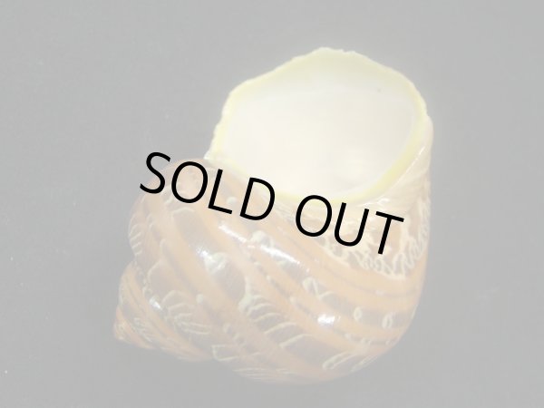 画像3: ハテルマリュウテンサザエ 濃色 (3)