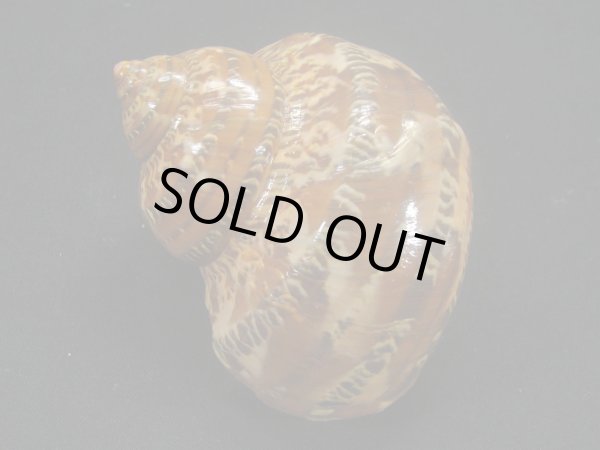 画像2: ハテルマリュウテンサザエ 濃色 大 (2)