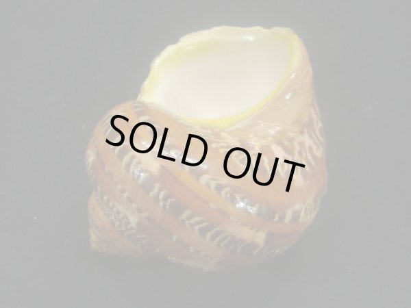 画像3: ハテルマリュウテンサザエ 濃色 大 (3)