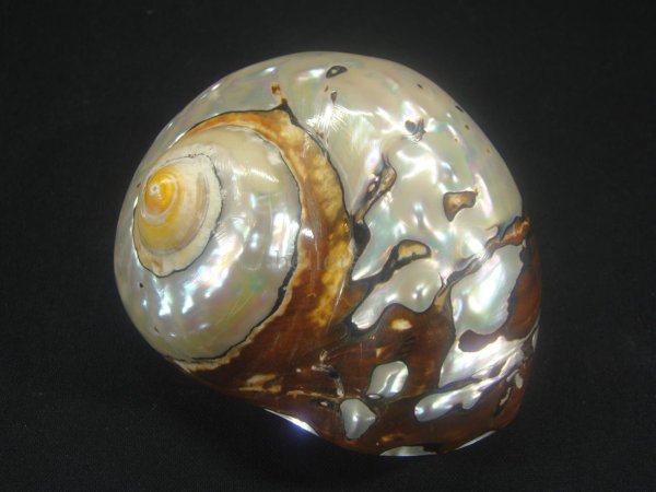 画像2: リュウオウスガイ 研磨済み (2)