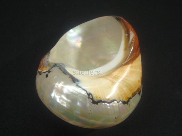 画像3: リュウオウスガイ 研磨済み (3)