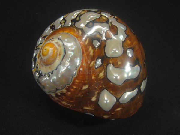 画像2: リュウオウスガイ 研磨済み (2)