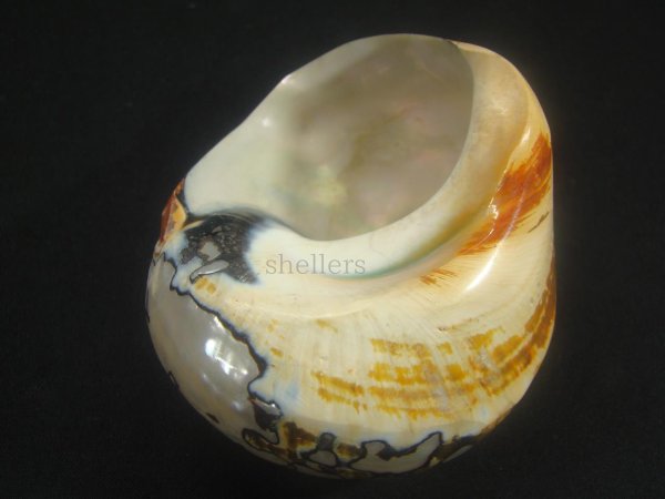 画像3: リュウオウスガイ 研磨済み (3)