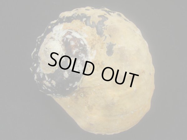 画像2: リュウオウスガイ (2)